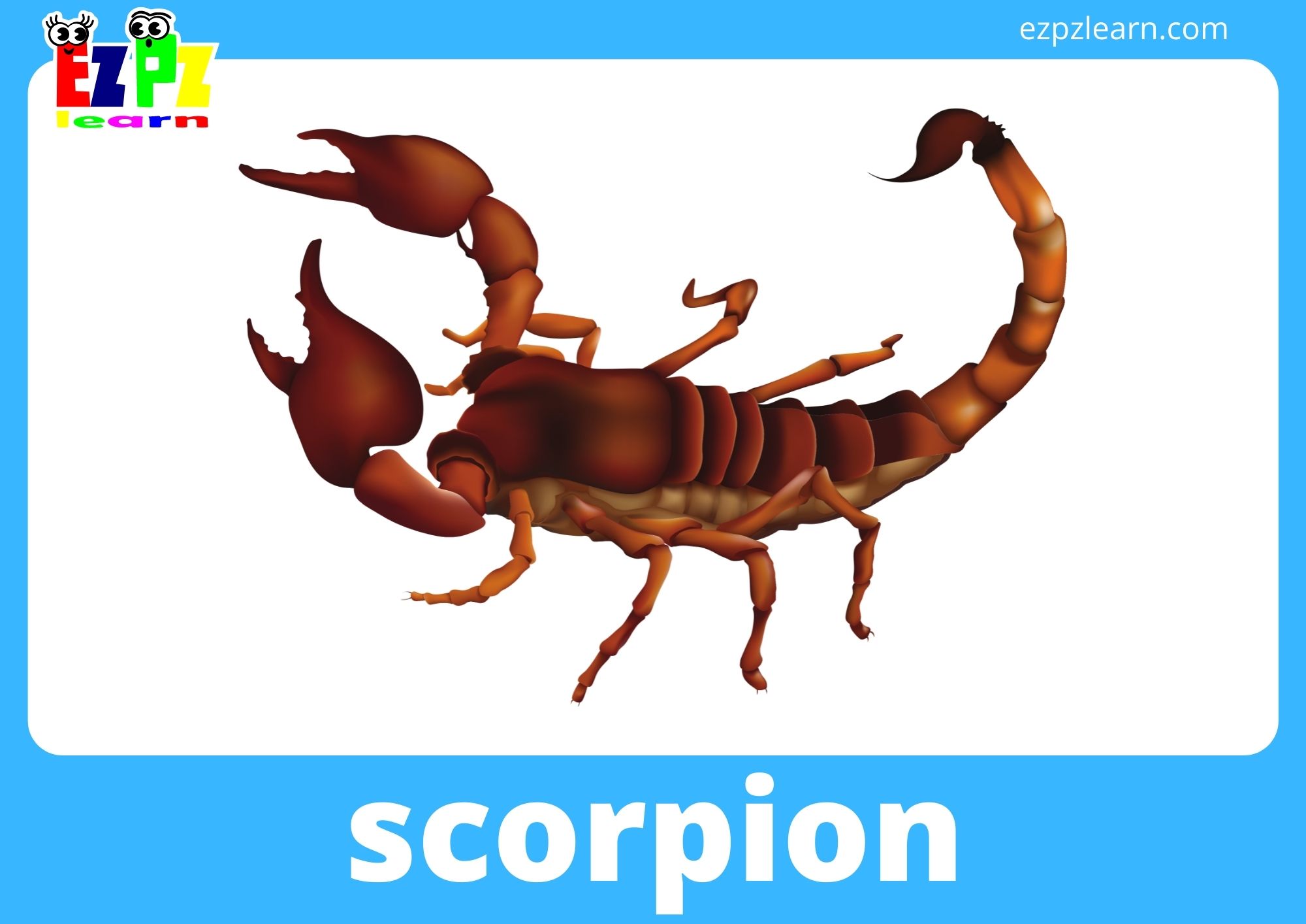 scorpion